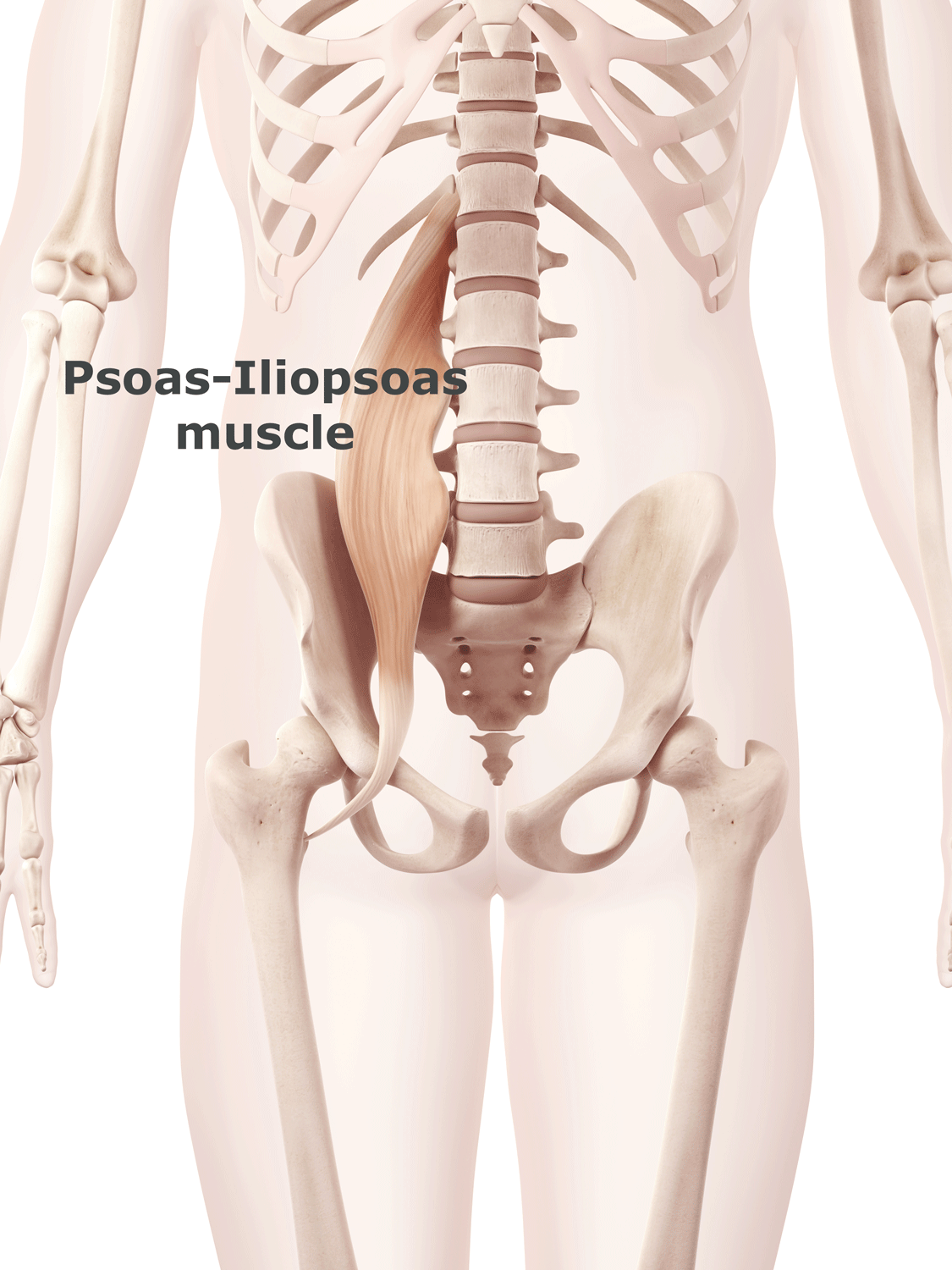 psoas muscle
